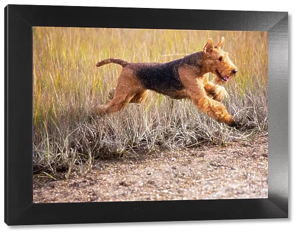 Airedale terrier, female, running through coastal grass in autumn, Madison, Connecticut, USA. October