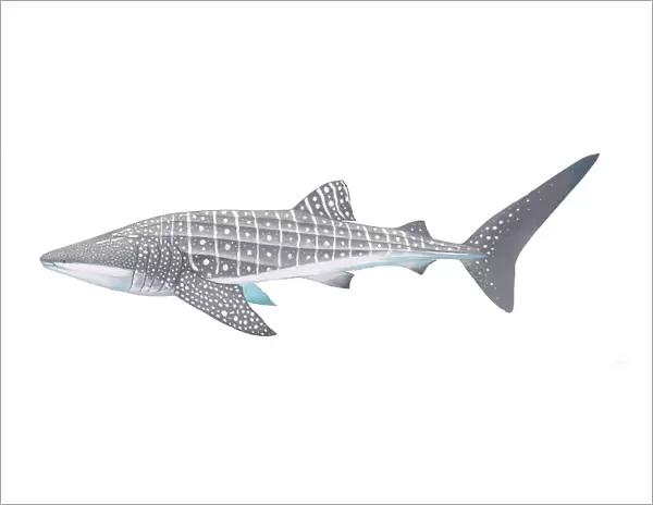 Illustration of Whale Shark (Rhincodon typus), Rhincodontidae; threatened  /  endangered species (Wildlife Art Company)
