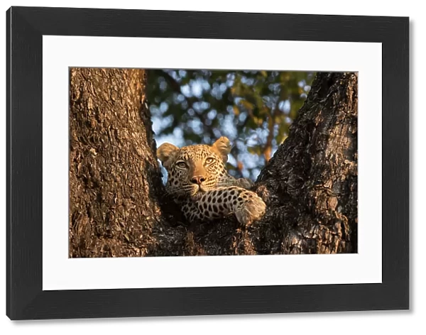 Female Leopard (Panthera pardus), aged five years, staring from tree hide. Okavango Delta, Botswana