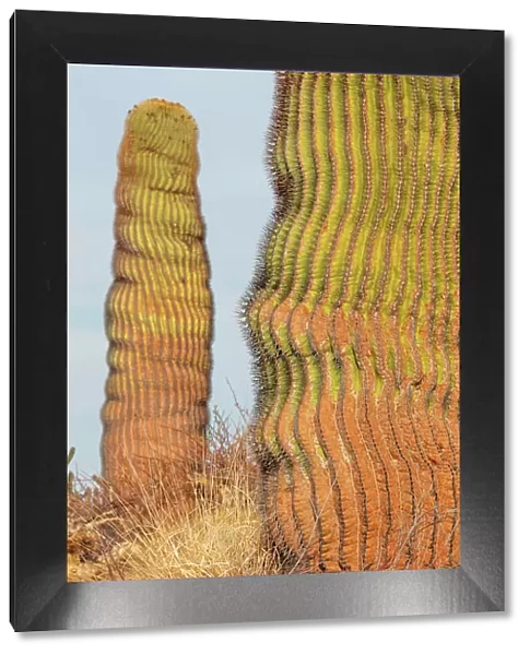 Santa Catalina barrel cactus (Ferocactus diguetii diguetii). Santa Catalina Island, Loreto Bay National Park, Sea of Cortez, Mexico. May