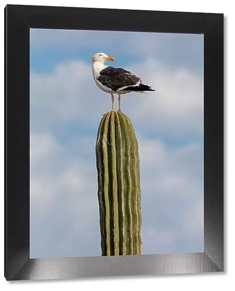 Yellow-footed gull (Larus livens) perched on Mexican giant cardon cactus (Pachycereus pringlei). El Pardito Island, Islands of Gulf of California Protected Area, Sea of Cortez, Mexico. May