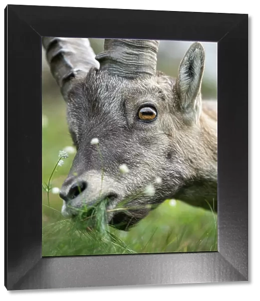 Ibex (Capra ibex) feeding on grass, head portrait, Schwyz, Switzerland. August
