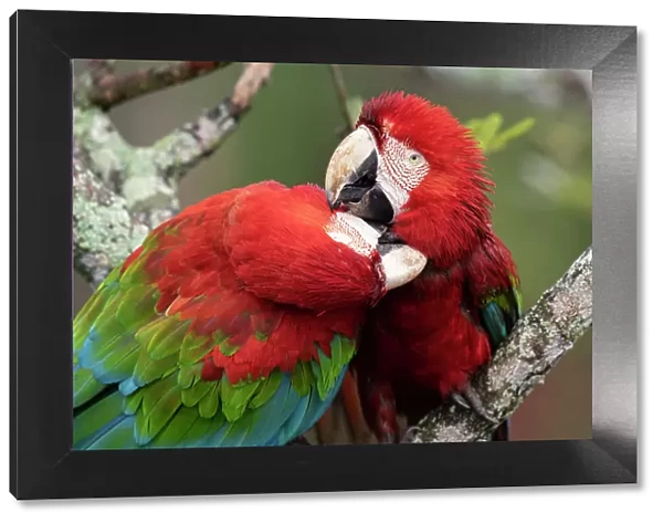 Two Red and green macaws (Ara chloropterus) perched on branch, one preening the other, Burraco das Araras, Pantanal wetlands, Mato Grosso do Sul, Brazil