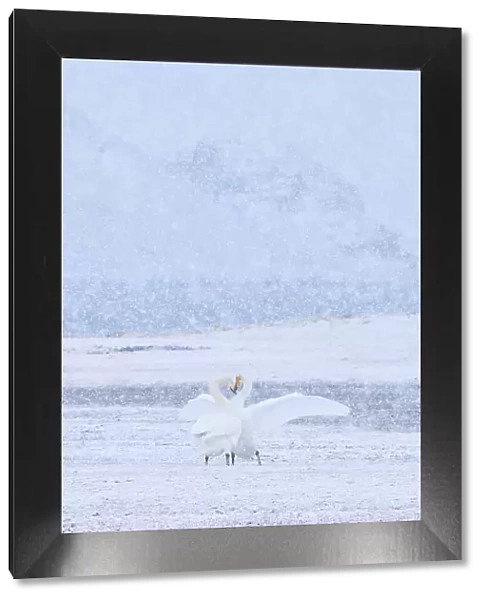Whooper swans (Cygnus cygnus) pair engaged in courtship as snow falls, Myvatn lake, Iceland, March