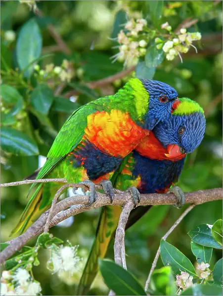 Rainbow lorikeets (Trichoglossus moluccanus) pair preening each other, perched in tree. Ulladulla, New South Wales, Australia