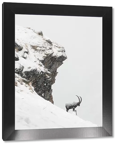 Alpine ibex (Capra ibex) male in deep snow on a ridge during heavy snowfall, Gran Paradiso National Park, the Alps, Italy. January Highly commended in the Portfolio category of the Terre Sauvage Nature Images Awards 2017