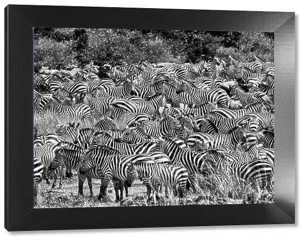 Zebras (Equus burchelli) herd during the Great Migration, Masai Mara National Park, Kenya. July