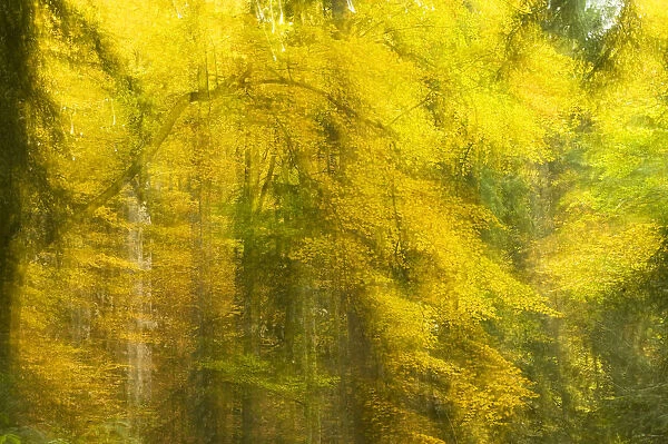 Abstract Autumn in Corkova Uvala, virgin mixed forest of Silver fir (Abies alba) European beech