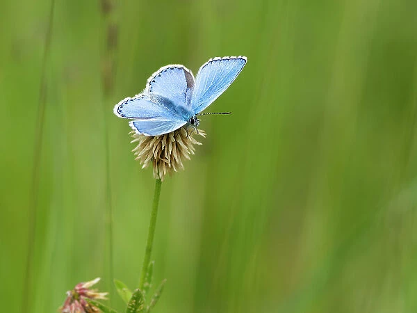 Adonis blue butterfly (Polyommatus bellargus) male, resting on Clover (Trifolium sp. ), Upper Bavaria, Germany. June