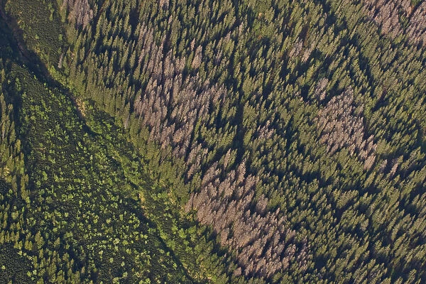 Aerial view of border between spruce forest and Dwarf mountain pine (Pinus mugo)
