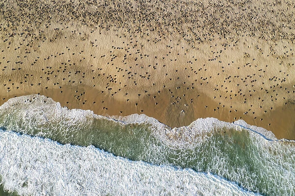 Aerial view of massive arribada of Olive ridley turtle (Lepidochelys olivacea), with over 300, 000 females coming ashore to nest on 3 km of 15 km beach over period of three days and nights. Playa Escobilla Sanctuary, Oaxaca, Mexico. Pacific Ocean