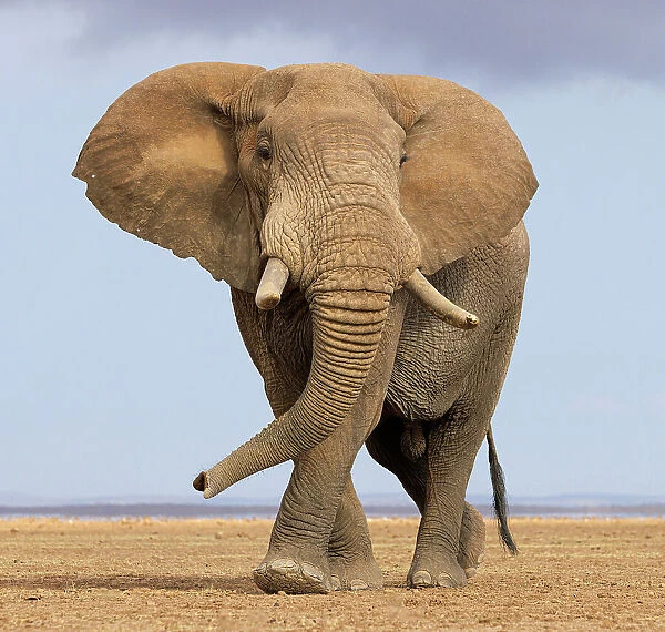 African elephant (Loxodonta africana) walking across dry plain. Amboseli National Park, Kenya. July