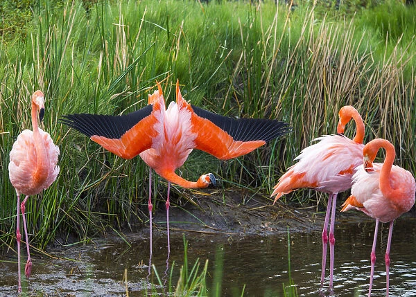 American flamingo (Phoenicopterus ruber) group of four with one displaying Punta Moreno