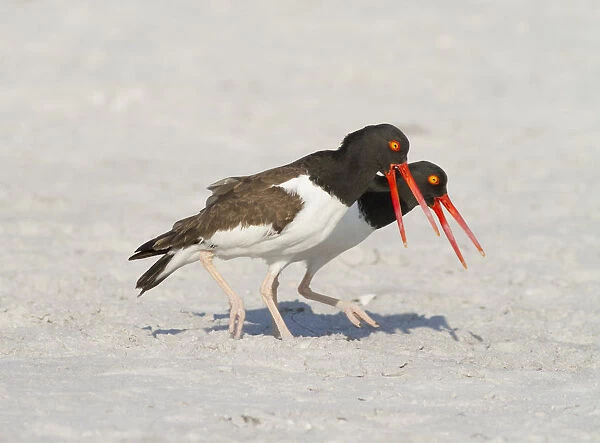 American oystercatchers (Haematopus palliatus) courting pair performing Piping Display