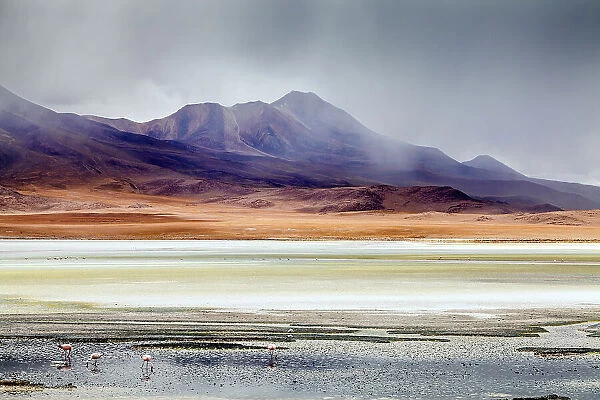 Andean Flamingoes (Phoenicoparrus andinus) on the Altiplano, Sur Lipez Province, Potosi Department, Bolivia. December 2013