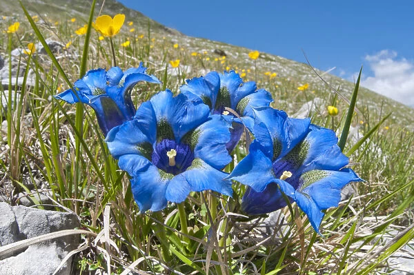 Appennine Trumpet Gentian (Gentiana dinarica) in flower, on roadside below Gran Sasso