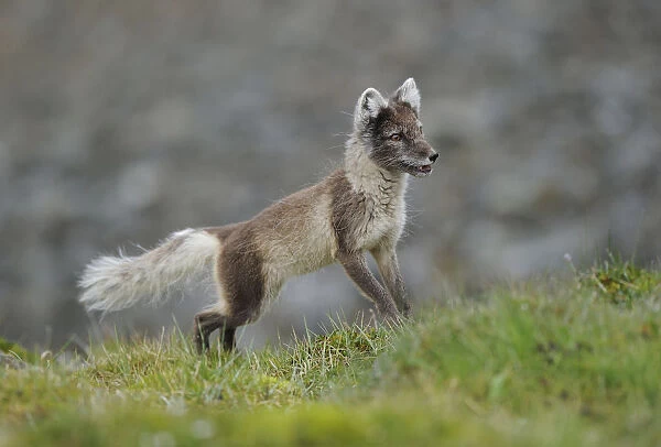 Arctic fox (Alopex lagopus) looking alert, Svalbard, Norway, July