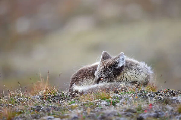 Arctic fox (Vulpes lagopus) resting in grass, Isfjorden, Svalbard, Norway, July