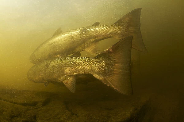 Atlantic salmon (Salmo salar) migrating upstream to spawn, Umelven, Sweden, July 2009