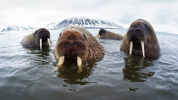 Atlantic walruses (Odobenus rosmarus rosmarus) hanging out in shallow water in Svalbard, , Norway, June