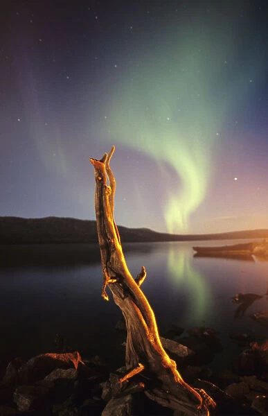 Aurora Borealis over lake, with wooden stump in Laponia, Muddus NP, Sweden