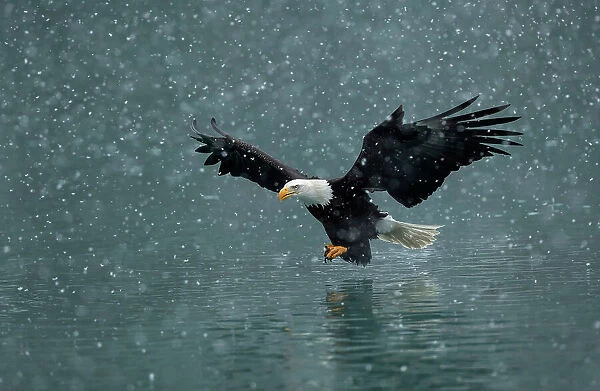 Bald eagle (Haliaeetus leucocephalus) flying over water in falling snow. Kachemak Bay, Alaska, USA. February