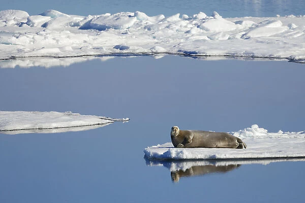 Bearded seal (Erignathus barbatus) resting on section of remaining ice as surrounding sea ice melts in high temperatures, Arctic Sea, Svalbard Islands, Norway. 7th July, 2022