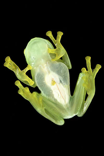 Bell glass frog (Cochranella nola) from below, photographed on a pane of glass in