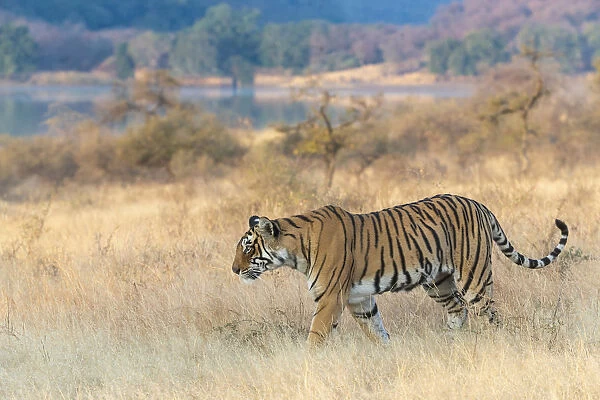 Bengal Tiger (Panthera tigris) Arrowhead patrolling his territory, Ranthambore