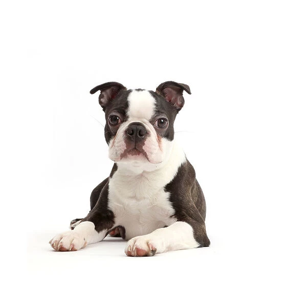 Black-and-white Boston Terrier, age 5 months