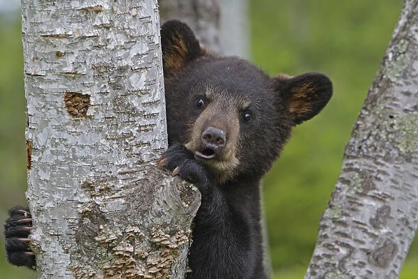Black Bear (Ursus americanus), cub age 4 months, captive, USA