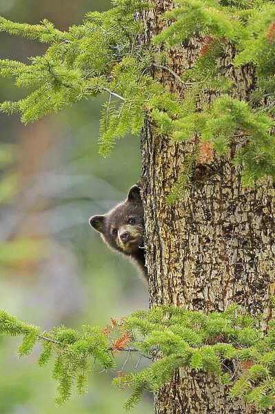 Black bear (Ursus americanus) cub, brown phase, looking out from behind tree trunk