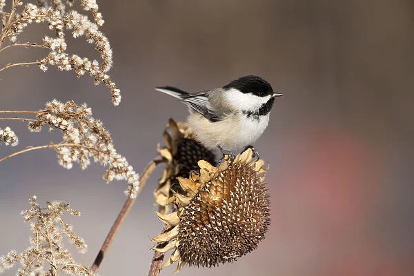 Black-capped Chickadee (Poecile atricapillus) attracted to feed on sunflower seedhead in winter