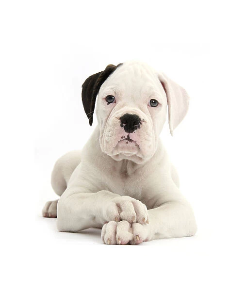 Black eared white Boxer puppy, lying with head up and crossed paws, against white