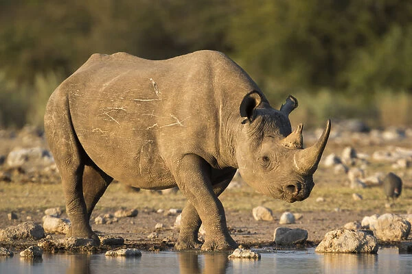 Black rhino (Diceros bicornis), Etosha National Park, Namibia, May