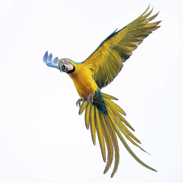 Blue and yellow macaw (Ara ararauna) in flight, Pantanal, Mato Grosso do Sul, Brazil