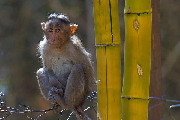 Bonnet macaque (Macaca radiata), young animal on fence, Karnataka, India