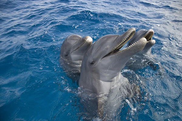 Three Bottle-nosed dolphins (Tursiops truncatus) spy hopping, Bay Islands, Honduras, Caribbean