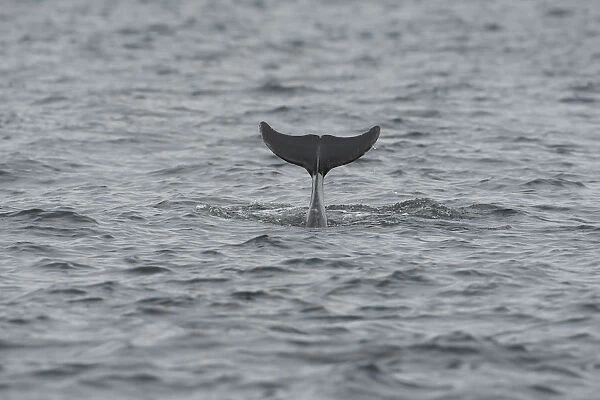 Bottlenose dolphin (Tursiops truncatus) diving, Moray Firth, Inverness-shire, Scotland