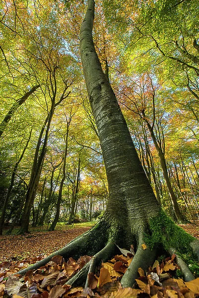 Buckholt Wood is a beech (Fagus sylvatica) wood and part of the Cotwolds Commons and Beechwoods National Nature Reserve, on the scarp slope of the Cotswolds near Birdlip, Gloucestershire