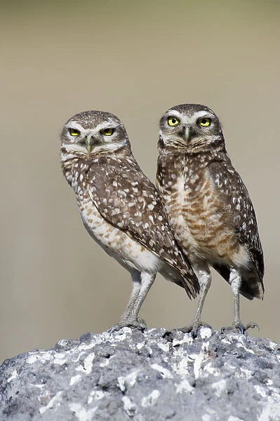 Burrowing Owl (Athene cunicularia) pair stand at their nesting site, Piaui, Brazil