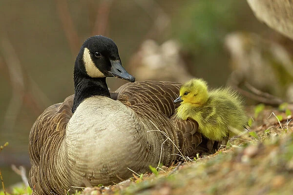 Canada goose (Branta canadensis) with gosling, a few days old. Massachusetts, USA. April