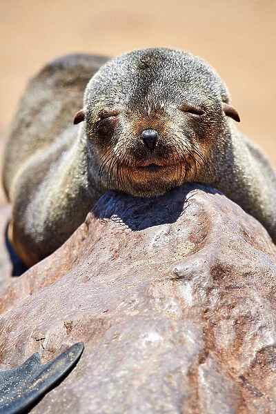 Cape fur seal (Arctocephalus pusillus) juvenile resting on rock, Cape Cross Seal Reserve, Namibia