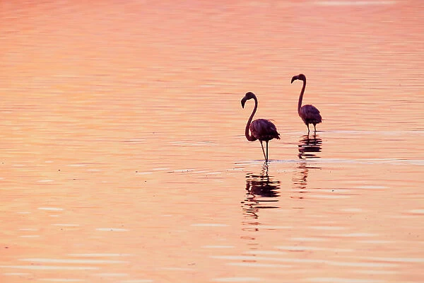 Caribbean flamingos (Phoenicopterus ruber) silhouetted at dawn, Ria Lagartos Biosphere Reserve, Yucatan Peninsula, Mexico, August