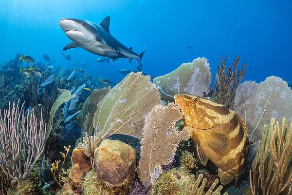 Caribbean reef shark (Carcharhinus perezi) swimming over a coral reef