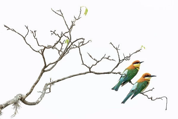 Two Chestnut-headed bee-eaters (Merops leschenaulti) perched on branch, Yala National Park, Southern and Uva Provinces, Sri Lanka