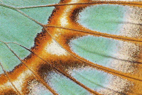 Close up of Malachite butterfly (Siproeta stelenes) wing detail. Captive