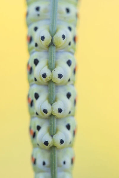 Close up of section of Swallowtail butterfly (Papilio machaon) caterpillar feet gripping stem of Wild carrot (Daucus carota). The Netherlands. August