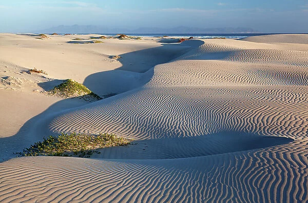 Coastal dune vegetation, Bahia Magdalena, Baja California Peninsula, June
