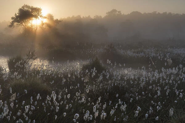 Common cottongrass (Eriophorum angustifolium) at dawn, Groot Schietveld, Wuustwezel